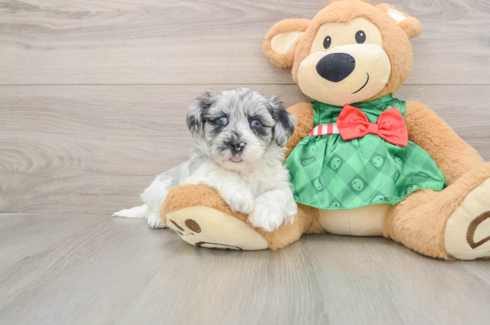 5 week old Shih Poo Puppy For Sale - Florida Fur Babies