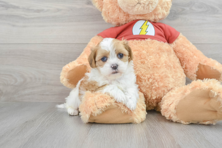 Shih Poo Pup Being Cute