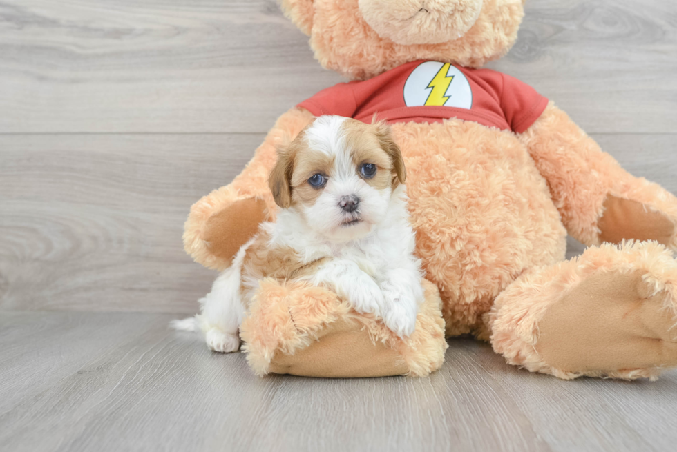 Shih Poo Pup Being Cute