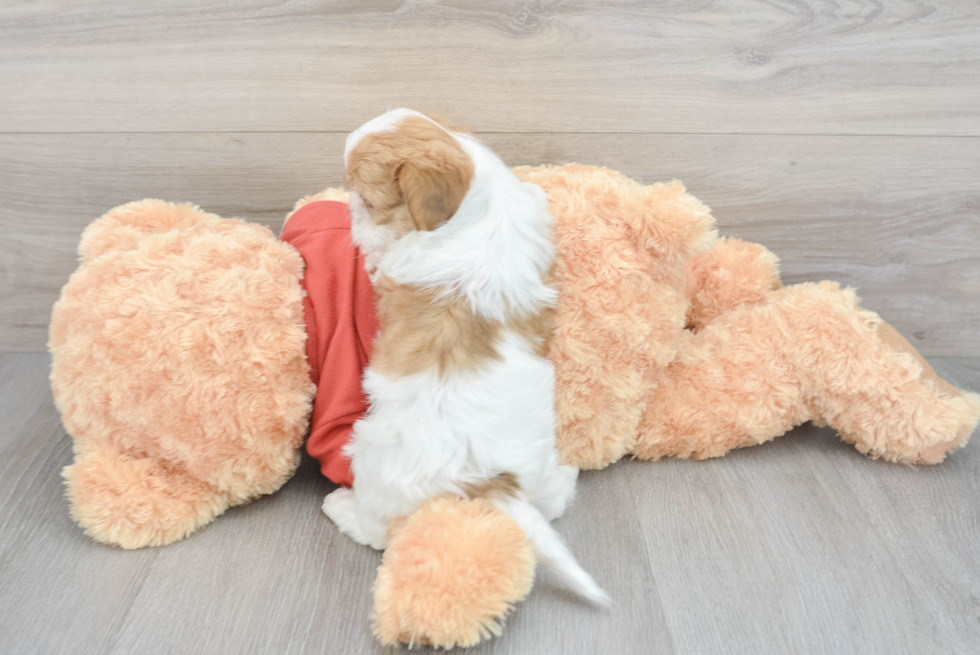 Small Shih Poo Baby