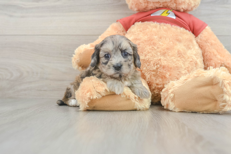 Hypoallergenic Shih Poo Poodle Mix Puppy