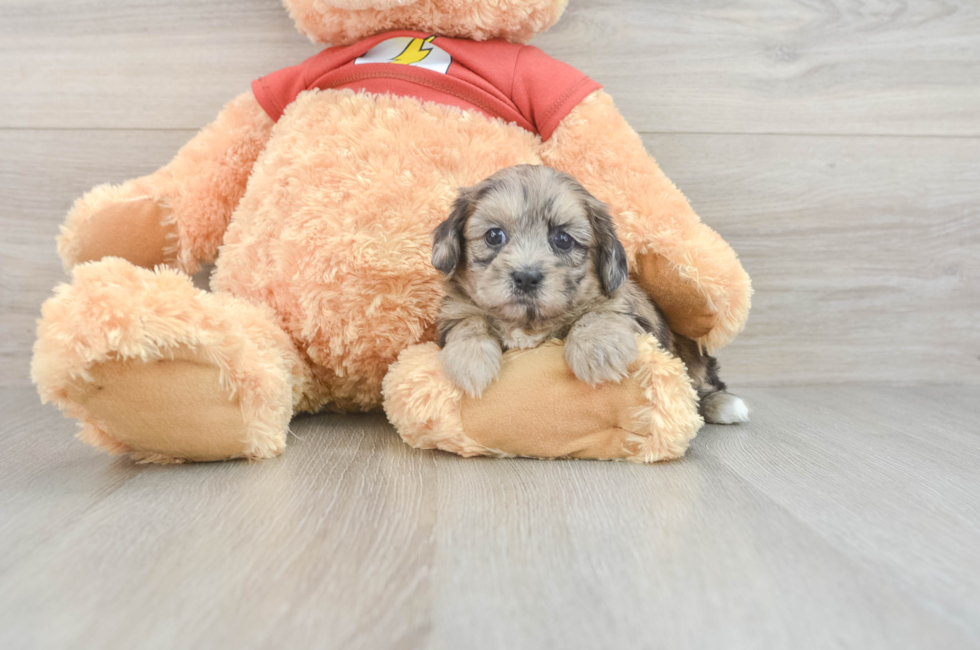 5 week old Shih Poo Puppy For Sale - Florida Fur Babies