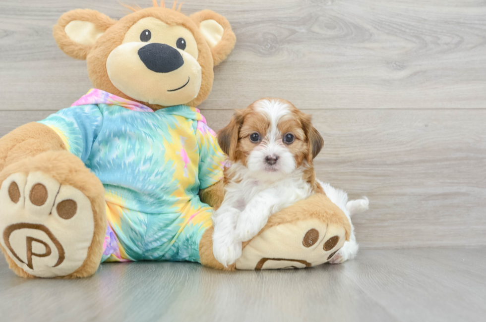 6 week old Shih Poo Puppy For Sale - Florida Fur Babies