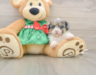 7 week old Shih Poo Puppy For Sale - Florida Fur Babies