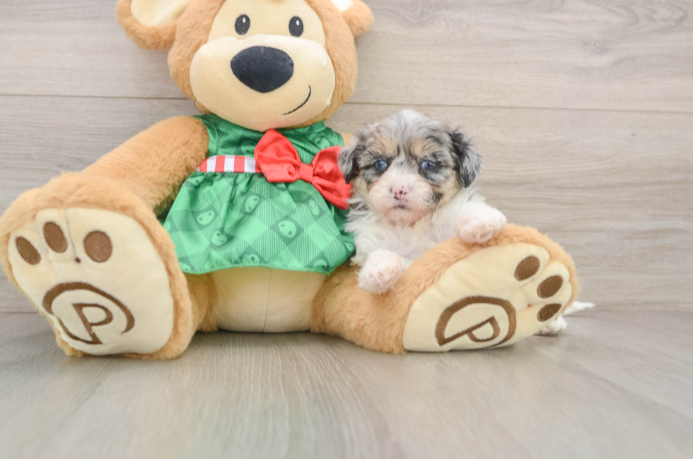 5 week old Shih Poo Puppy For Sale - Florida Fur Babies