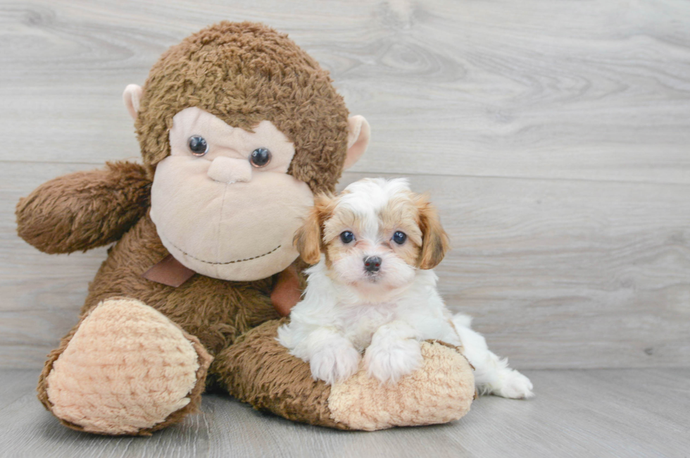 7 week old Shih Poo Puppy For Sale - Florida Fur Babies