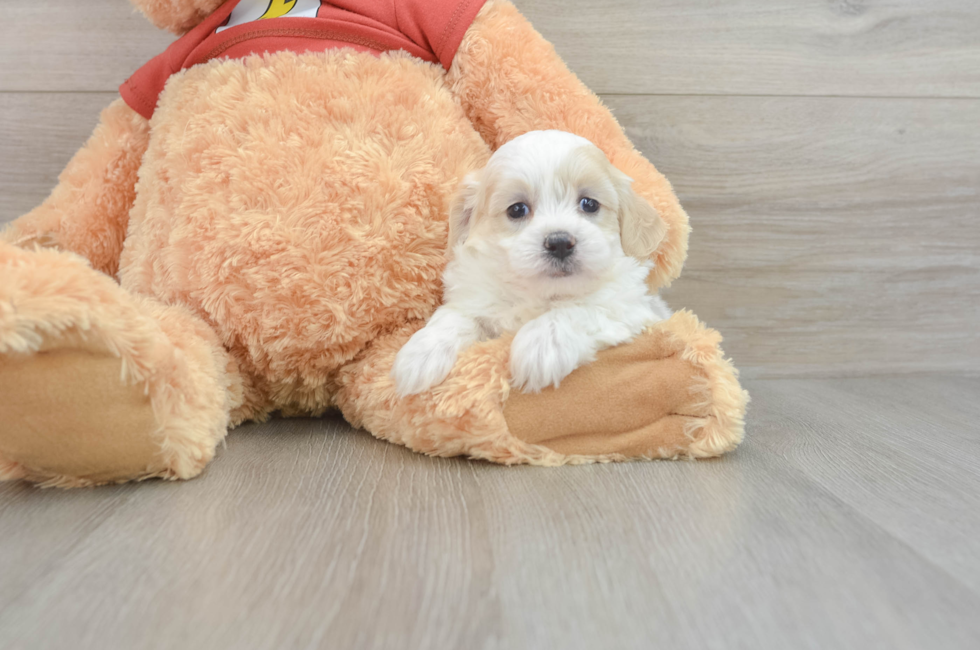 5 week old Shih Poo Puppy For Sale - Florida Fur Babies