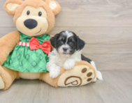 6 week old Shih Poo Puppy For Sale - Florida Fur Babies