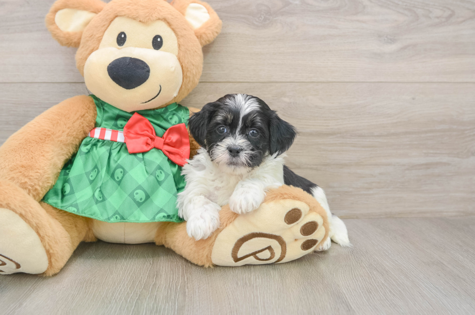 5 week old Shih Poo Puppy For Sale - Florida Fur Babies