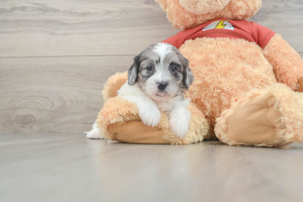 Funny Shih Poo Poodle Mix Pup