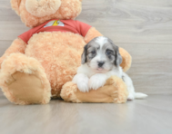 5 week old Shih Poo Puppy For Sale - Florida Fur Babies