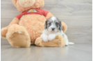 Shih Poo Puppy for Adoption