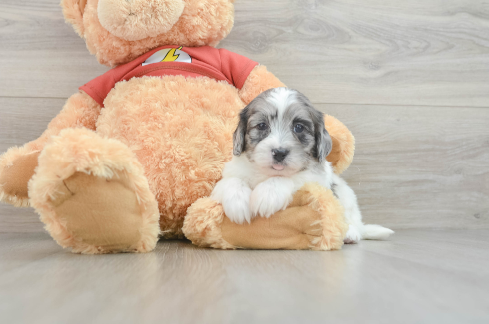 5 week old Shih Poo Puppy For Sale - Florida Fur Babies