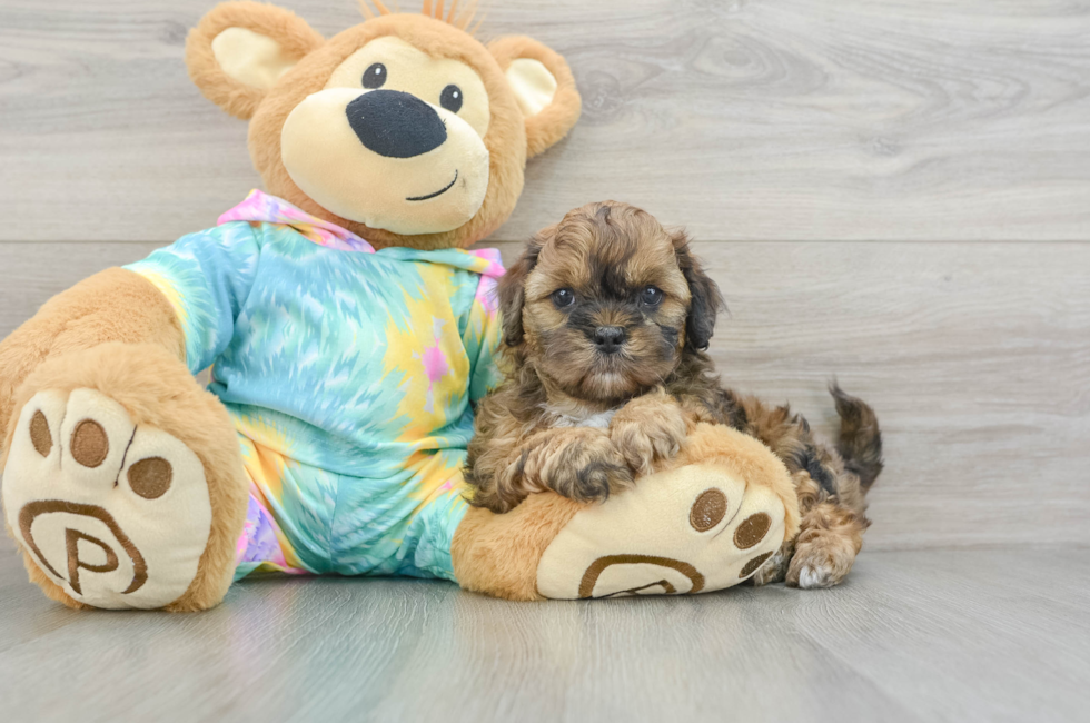 6 week old Shih Poo Puppy For Sale - Florida Fur Babies