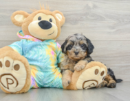 6 week old Shih Poo Puppy For Sale - Florida Fur Babies