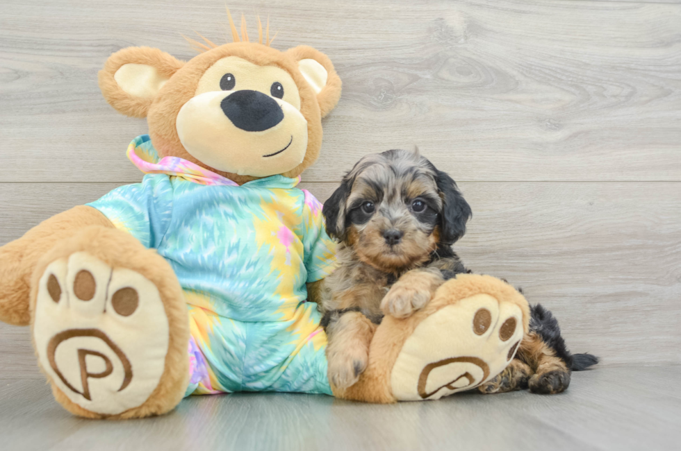 6 week old Shih Poo Puppy For Sale - Florida Fur Babies