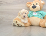 7 week old Shih Poo Puppy For Sale - Florida Fur Babies