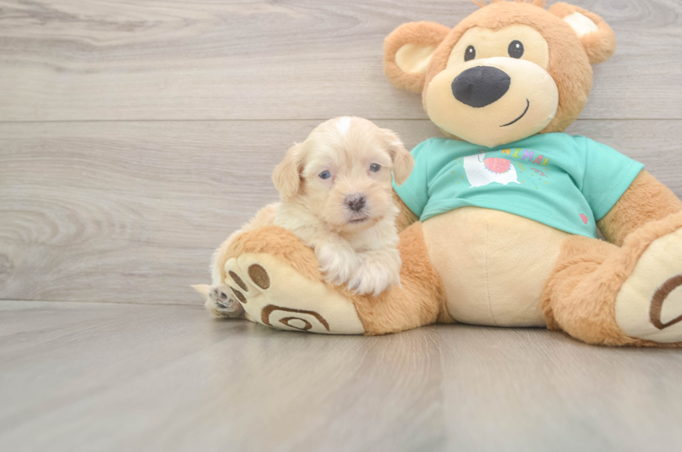 5 week old Shih Poo Puppy For Sale - Florida Fur Babies