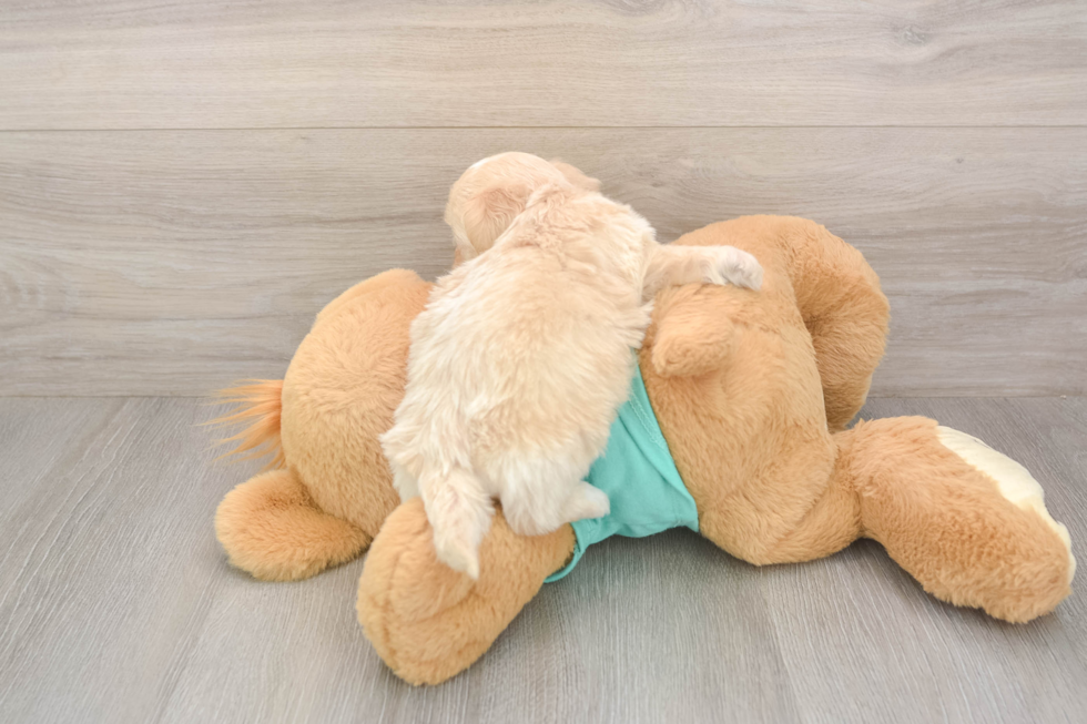 Meet Duke - our Shih Poo Puppy Photo  3/3 - Florida Fur Babies Petite Shih Poo Poodle Mix Pup