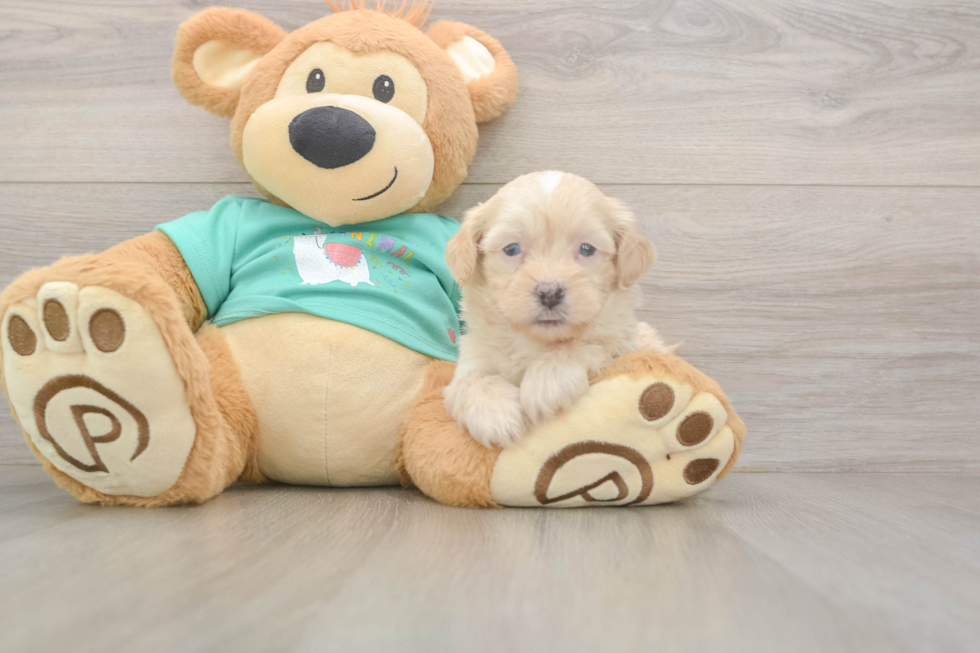 Meet Duke - our Shih Poo Puppy Photo  2/3 - Florida Fur Babies Shih Poo Puppy for Adoption