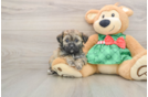 Shih Poo Puppy for Adoption