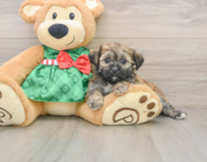 5 week old Shih Poo Puppy For Sale - Florida Fur Babies