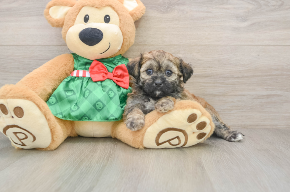 5 week old Shih Poo Puppy For Sale - Florida Fur Babies