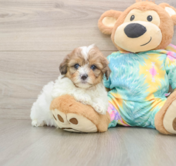 5 week old Shih Poo Puppy For Sale - Florida Fur Babies