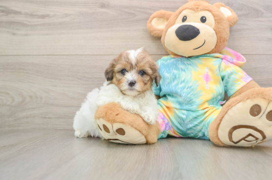 Cute Shih Poo Baby