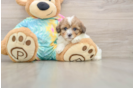 Shih Poo Puppy for Adoption