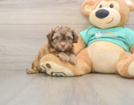 10 week old Shih Poo Puppy For Sale - Florida Fur Babies