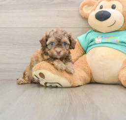 9 week old Shih Poo Puppy For Sale - Florida Fur Babies
