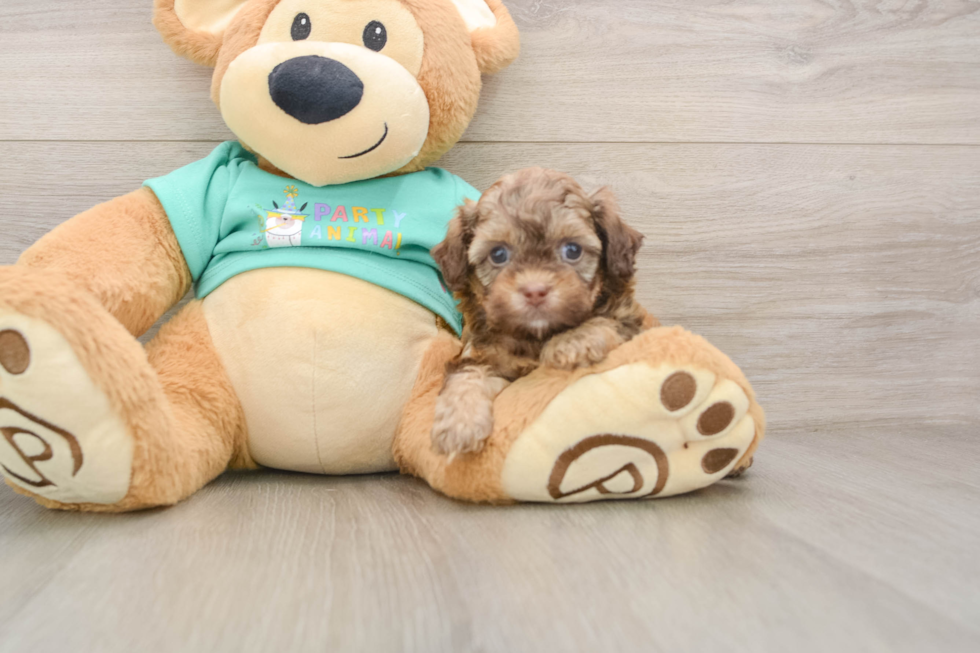 Adorable Shihpoo Poodle Mix Puppy