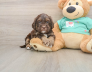 8 week old Shih Poo Puppy For Sale - Florida Fur Babies