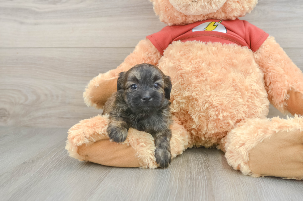 Little Shih Poo Poodle Mix Puppy