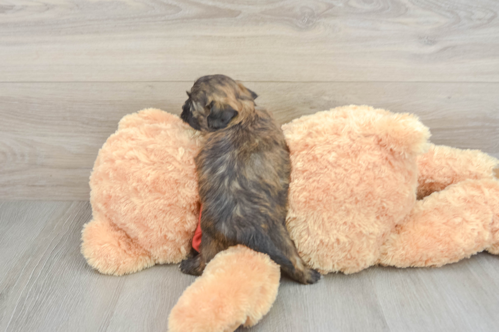 Adorable Shih Poo Poodle Mix Puppy