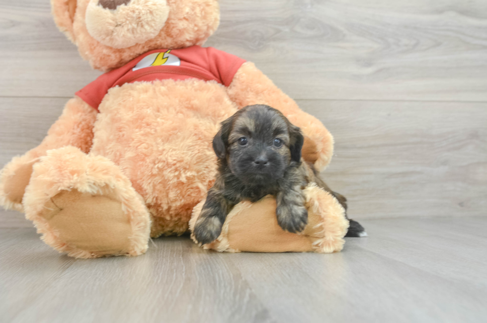 5 week old Shih Poo Puppy For Sale - Florida Fur Babies