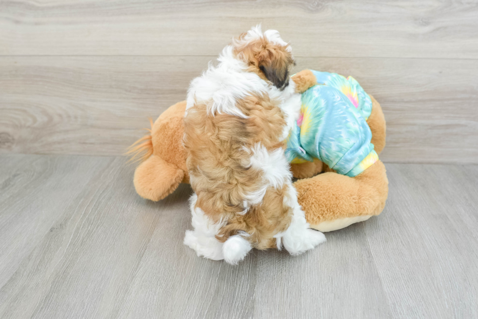 Shih Poo Pup Being Cute