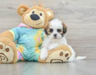 7 week old Shih Poo Puppy For Sale - Florida Fur Babies