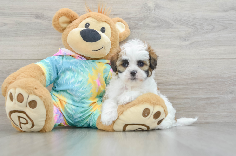 6 week old Shih Poo Puppy For Sale - Florida Fur Babies