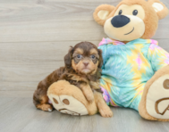 6 week old Shih Poo Puppy For Sale - Florida Fur Babies