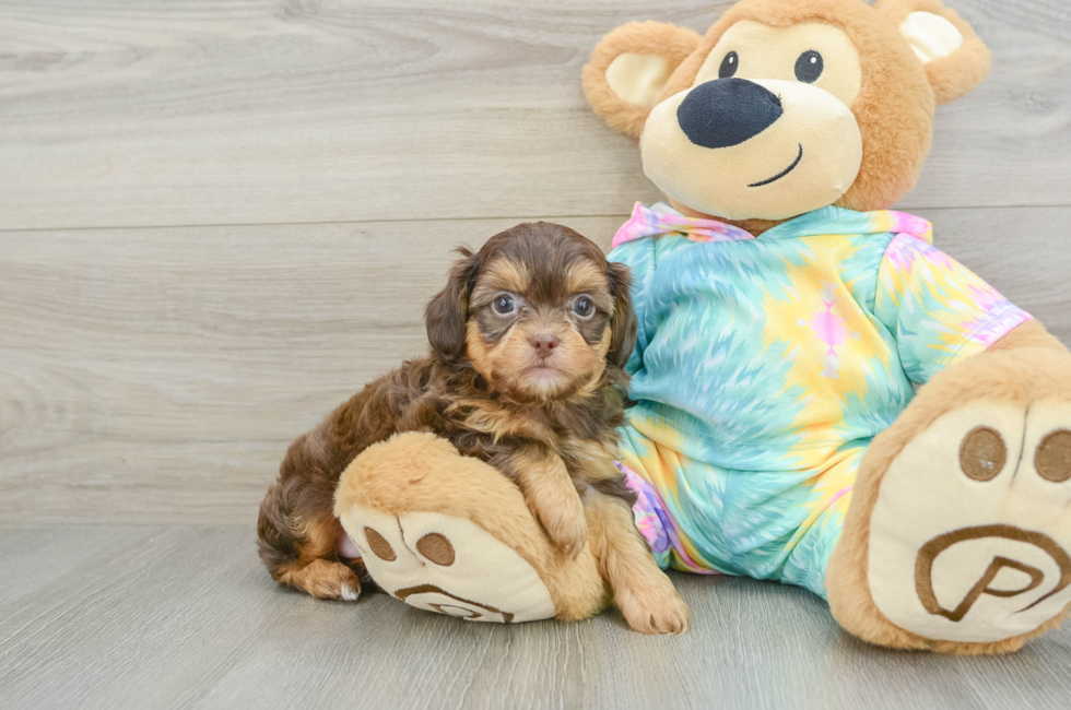 6 week old Shih Poo Puppy For Sale - Florida Fur Babies