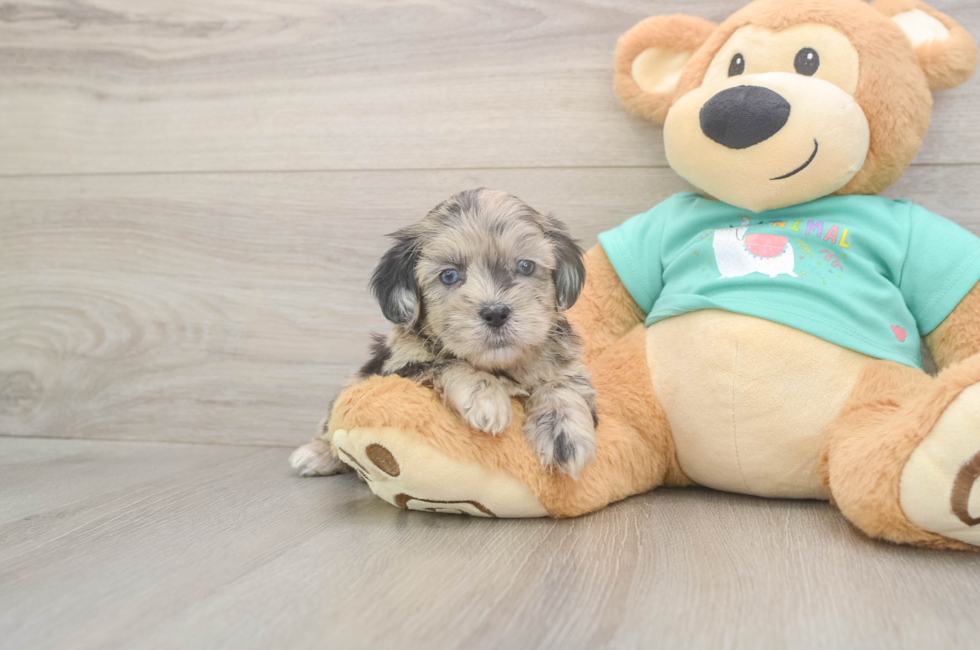 5 week old Shih Poo Puppy For Sale - Florida Fur Babies
