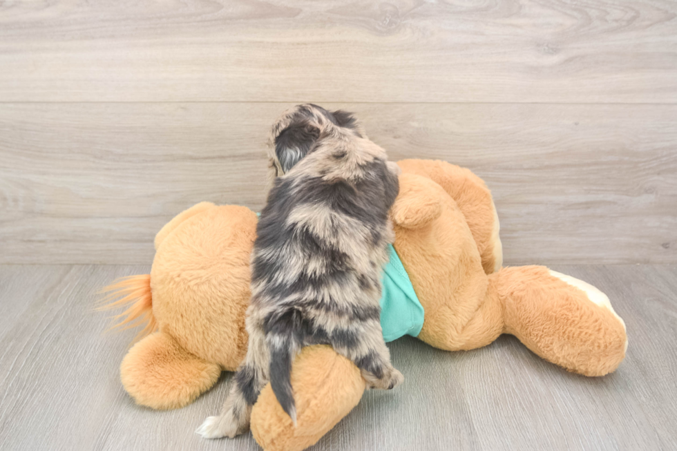 Meet Dumbledore - our Shih Poo Puppy Photo  3/3 - Florida Fur Babies Best Shih Poo Baby