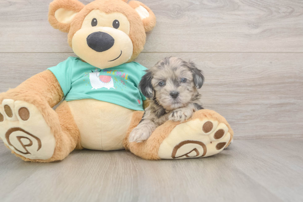 Meet Dumbledore - our Shih Poo Puppy Photo  2/3 - Florida Fur Babies Shih Poo Pup Being Cute