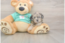 Meet Dumbledore - our Shih Poo Puppy Photo  2/3 - Florida Fur Babies Shih Poo Pup Being Cute
