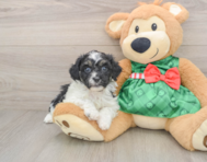 5 week old Shih Poo Puppy For Sale - Florida Fur Babies