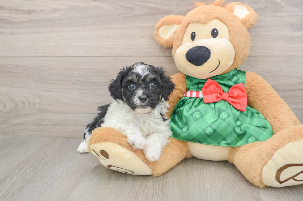 5 week old Shih Poo Puppy For Sale - Florida Fur Babies