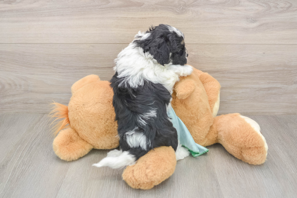 Fluffy Shih Poo Poodle Mix Pup