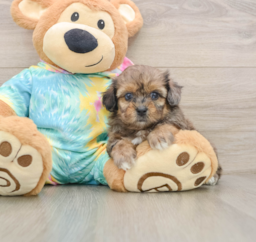 5 week old Shih Poo Puppy For Sale - Florida Fur Babies